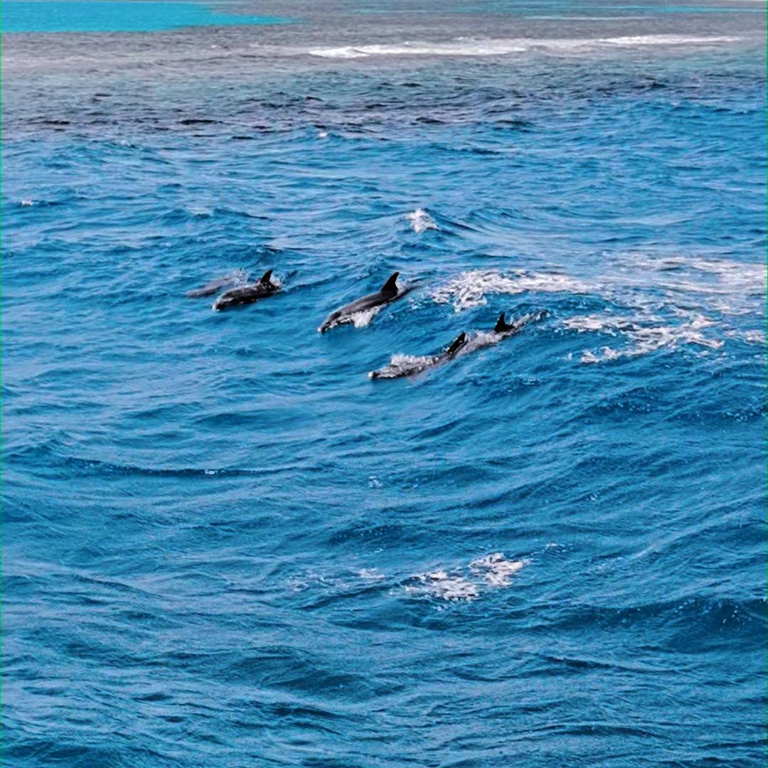 From The Horizon